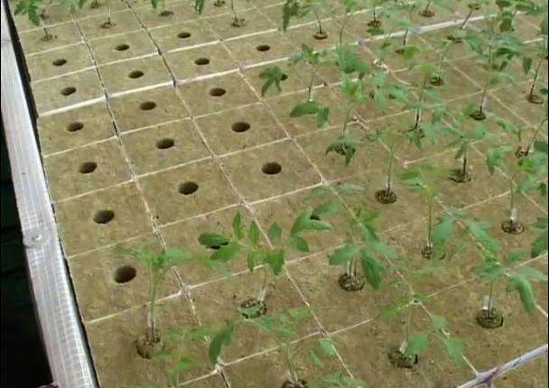 blocos de l&atilde; de rocha